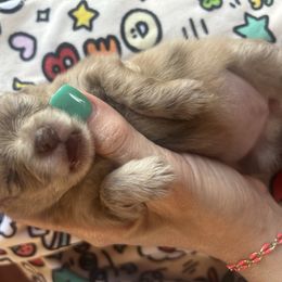 Buttercup - Chocolate merle female Pomeranian puppy in Somerset, Kentucky from Perez Pomeranians