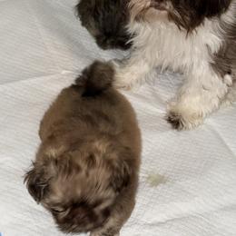 Shih Tzu Puppies from Wood Foo Breeders