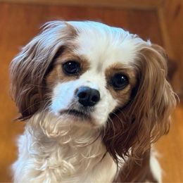 Gabby - Cavalier King Charles Spaniel
