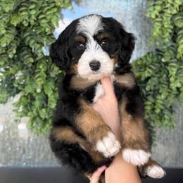 Kevin - Tri-color male Bernedoodle puppy in Spanish Fork, Utah from K Brand Doodles