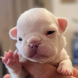 Donna - White female Bulldog puppy in Seneca, South Carolina from Burrell’s Bulldog Kingdom