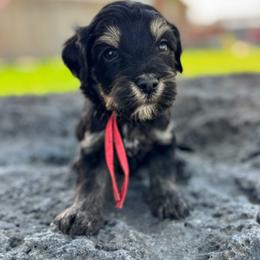 Texas (Red) - Phantom male Goldendoodle puppy in Twin Falls, Idaho from Magic Valley Family Doodles
