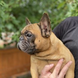 French Bulldog puppies from Leash Candy Frenchies