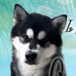 Carbon - Alaskan Malamute