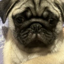 Pug Puppies from Garrick’s Precious Pugs
