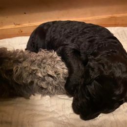 Sheepadoodle Puppies from Sydney Schneider
