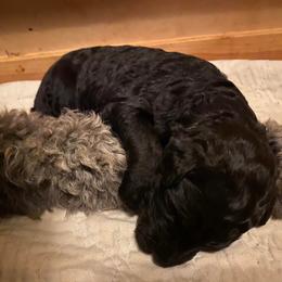 Sheepadoodle Puppies from Sydney Schneider