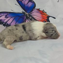 Smoky - Blue merle and white male Shetland Sheepdog puppy in Citra, Florida from Southpaw Herders LLC