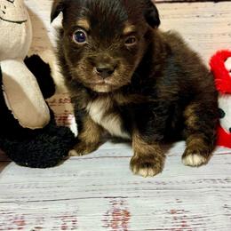 Black tri male 1 - Black tri male Toy Australian Shepherd puppy in Lemon Cove, California from Magic Ranch Mini Aussies