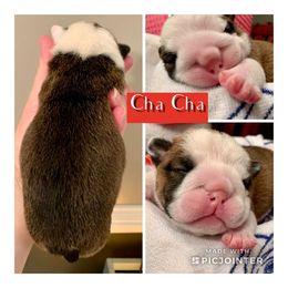 English Bulldog Puppies from Spice O’ Life Bulldogs