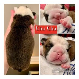 English Bulldog Puppies from Spice O’ Life Bulldogs