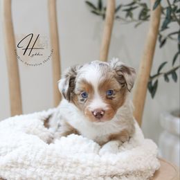 Doughnut - Red merle male Toy Australian Shepherd puppy in Charlestown, Indiana from Hydden Aussies