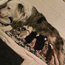 Border Collie Puppies from Three16 Ranch
