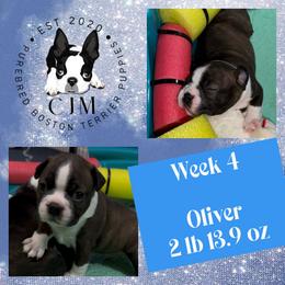 Banks - Brindle and white male Boston Terrier puppy in Jupiter, Florida from CJM Boston and Boxer Puppies