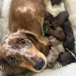 Piper - Dachshund
