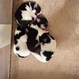 Morkie puppies from Hummingbird Fields