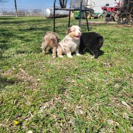 Miniature Australian Shepherd Puppies from Rutland Aussies