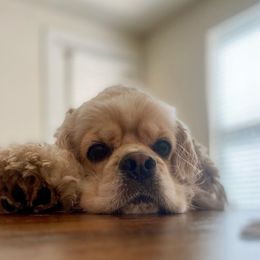 Cocker Spaniel All Grown Up from Once Upon a Time Cockers