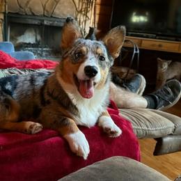 American Corgis and Australian Shepherds from RussKris Farms Aussies