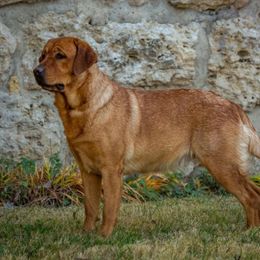 Trinity - Labrador Retriever