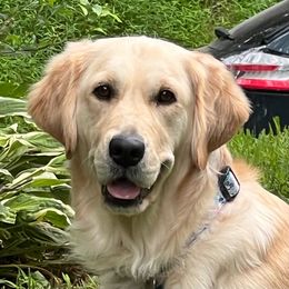 Daisy - Golden Retriever