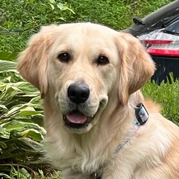 Daisy - Golden Retriever