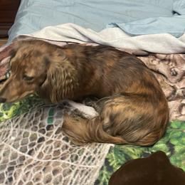 Aladdin - Dachshund