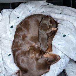 Dachshund puppies from Life With Mini Paws