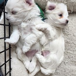 Maltese Puppies from Arizona Maltese Gems