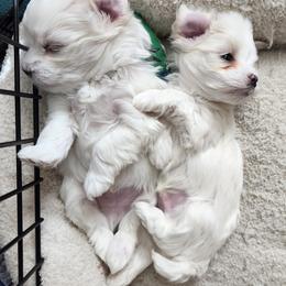 Maltese Puppies from Arizona Maltese Gems