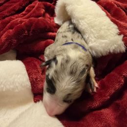 Miss Blue - Blue merle female Border Collie puppy in San Tan Valley, Arizona from Sherry's Border Collies