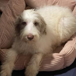 Harris - Aussiedoodle puppy from Love my doodles/ Aussiedoodle love