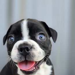 Boston Terrier Puppies from BellaBlu's Babes
