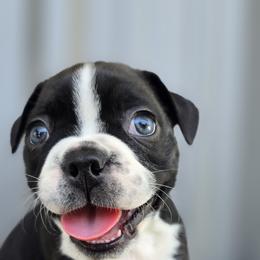 Boston Terrier Puppies from BellaBlu's Babes