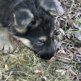 Tiana - Black and tan female German Shepherd puppy in Stanardsville, Virginia from Majestic K9 LLC