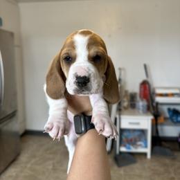 Girl 1 - Brown black and white female Basset Hound puppy in Las Animas, Colorado from J&D Dachsies