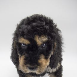 Assorted Doodle Crosses, Bernedoodle, Double Doodle, Goldendoodle, Labradoodle, and Whoodle Puppies from Our Little Farm Life Doodles