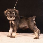 Pink - Pepper and salt female Standard Schnauzer puppy in Pismo Beach, California from Amandus Standard Schnauzers