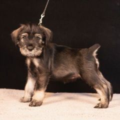 Pink - Pepper and salt female Standard Schnauzer puppy in Pismo Beach, California from Amandus Standard Schnauzers