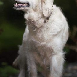 Golden Retrievers from Snowypaw Golden Retrievers