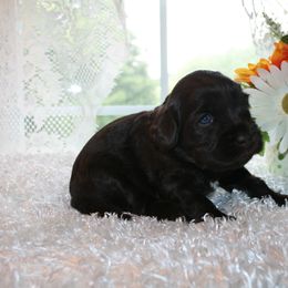 Australian Labradoodle Puppies from Windsor Creek Labradoodles