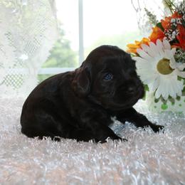 Australian Labradoodle Puppies from Windsor Creek Labradoodles