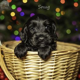 Red Collar - Black male Australian Labradoodle puppy in Cashmere, Washington from Mountain Home Doodles