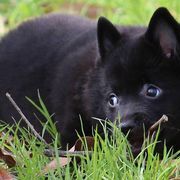 Schipperkes from Safari Schipperkes