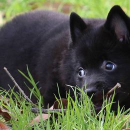 Schipperkes from Safari Schipperkes