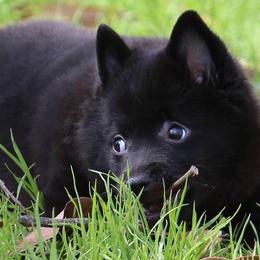 Schipperkes from Safari Schipperkes