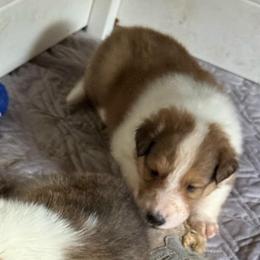Lancelot - Sable and white male Collie puppy in Malvern, Arkansas from Lost Acres Collies