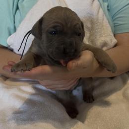 Boy 4 - Fawn male Cane Corso puppy in Dayton, Oregon from BlackStar Cane Corso