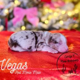 Vegas - Red merle male Miniature Australian Shepherd puppy in Apache Junction, Arizona from Circle T Mini Aussies