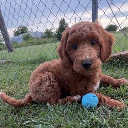 Frenchie - Red  female Goldendoodle puppy in Decatur, Texas from Scherrer Sweet Goldendoodles